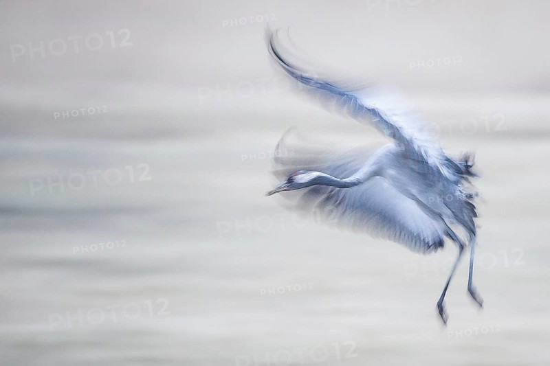 Common Crane (Grus grus) flying, Mecklenburg-Western Pomerania, Germany