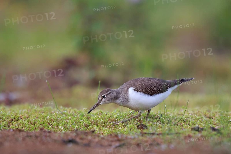 Common Sandpiper (Actitis hypoleucos) foraging, North Rhine-Westphalia, Germany