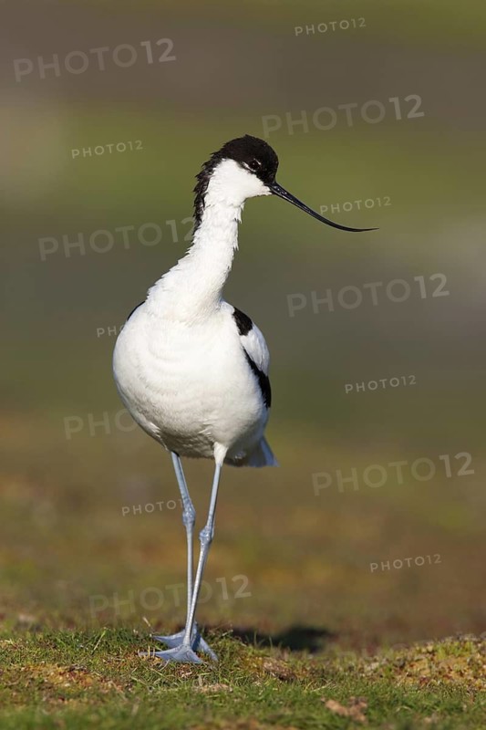 Pied Avocet (Recurvirostra avosetta), Texel, Netherlands