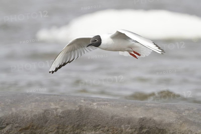 Bonaparte's Gull (Chroicocephalus philadelphia) flying, Manitoba, Canada