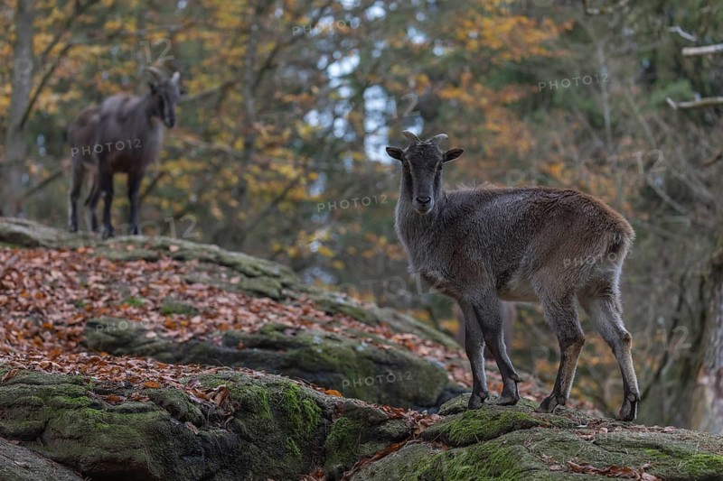 One female Himalayan Tahr (Hemitragus jemlahicus) standing in a forest. Green and yellow forest in the background