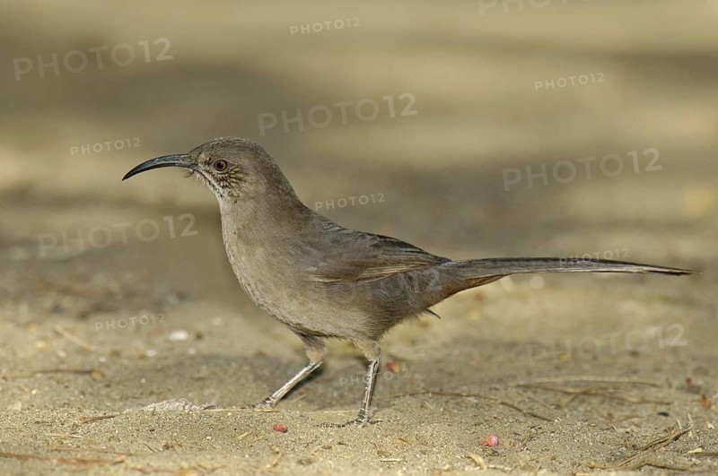 Curve-billed Thrasher (Toxostoma curvirostre), Arizona, USA