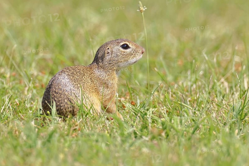 European ground squirrel (Spermophilus citellus) in a meadow, Burgenland Austria