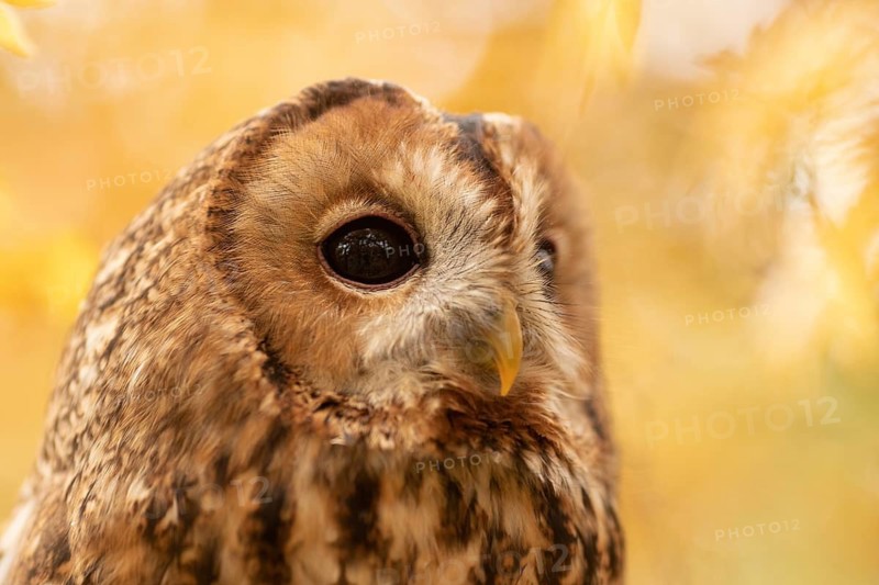 Tawny Owl (Strix aluco) captive, Germany