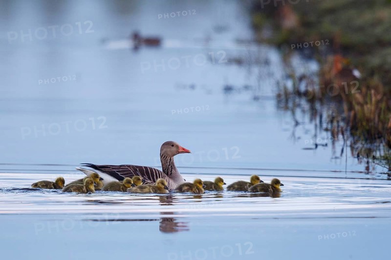 Greylag Goose (Anser anser) with chicks, Netherlands