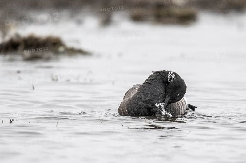 Brent goose (Branta bernicla), Amrum, Schleswig-Holstein, Germany