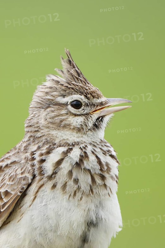 Thekla Lark (Galerida theklae), Mallorca, Spain
