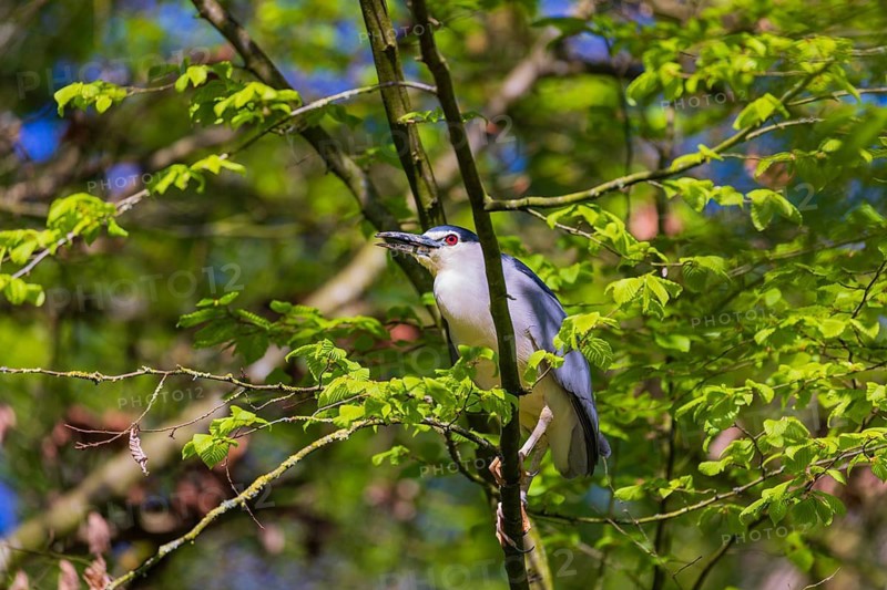 One black-crowned night heron (Nycticorax nycticorax) or black-capped night heron sits in a tree