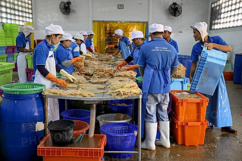 Employees of the company Chockdee Sea Products prepare dried jellyfish for export, Min Buri, near Bangkok, Thailand
