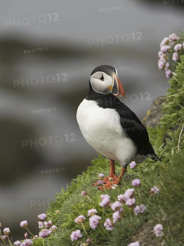 Atlantic Puffin (Fratercula arctica), Látrabjarg, Iceland