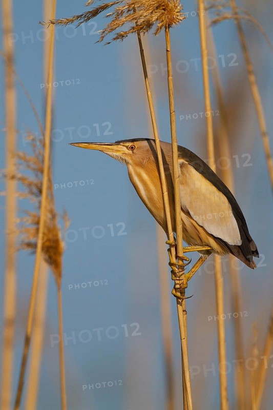 Little Bittern (Ixobrychus minutus) male, Greece