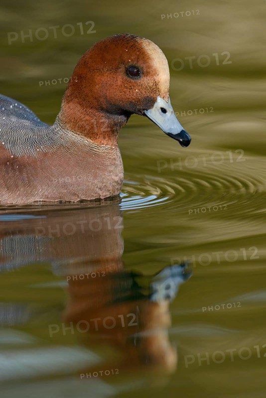 Eurasian Wigeon (Mareca penelope) male, Arizona, USA