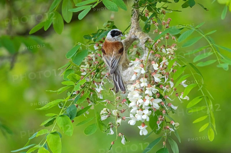 Beutelmeise, European Penduline Tit, Penduline Tit, Eurasian Penduline Tit, Eurasian Penduline-Tit, Remiz pendulinus, Rémiz penduline, Mésange rémiz, Pájaro Moscón