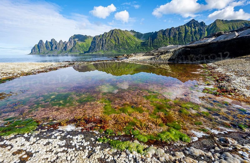 Green algae in a tidal pool, rocky coast of Tungeneset, Devil's Teeth, Okshornan, Ersfjorden, Senja Island, Troms, Norway