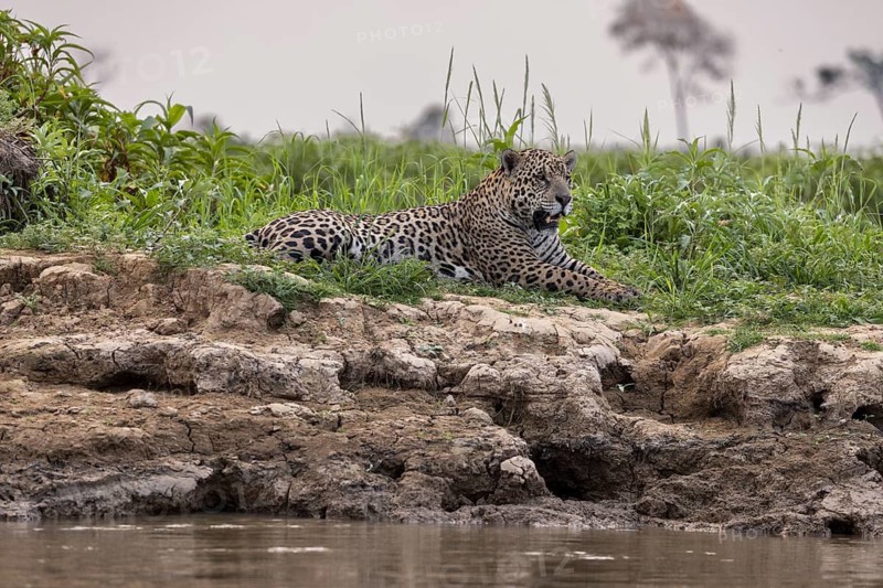 Jaguar (Panthera onca) lying on the bank, Pantanal, Brazil