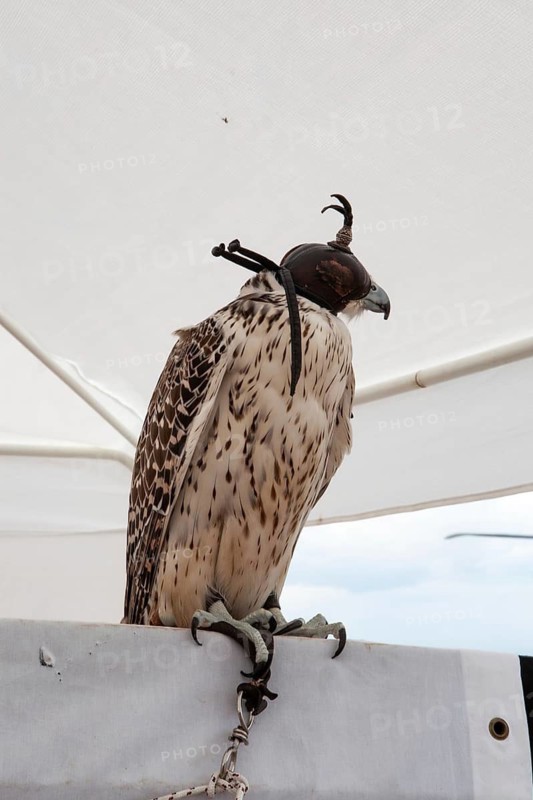 A striking falcon sits tall, adorned with a traditional leather hood. Its speckled plumage contrasts against the white canopy, embodying elegance, strength, and the art of falconry