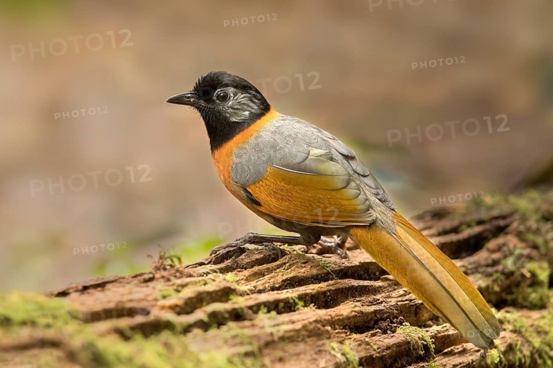 Collared Laughingthrush (Trochalopteron yersini), Bidoup National Park, Vietnam