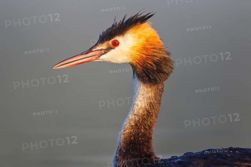 Great Crested Grebe (Podiceps cristatus), North Rhine-Westphalia, Germany