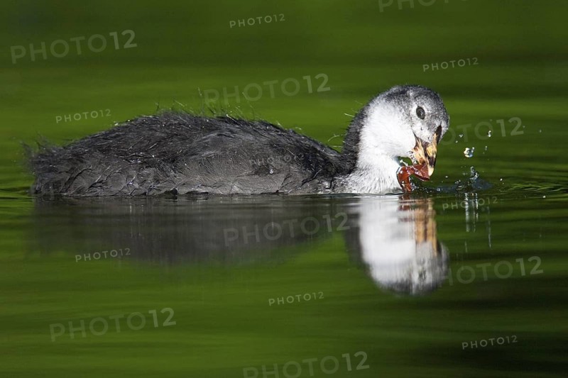Eurasian Coot (Fulica atra) juvenile, Berlin, Germany