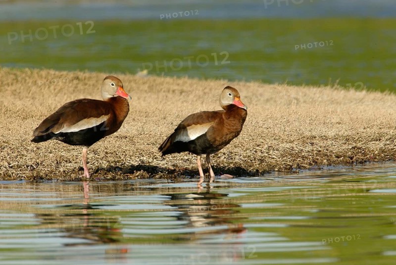 Black-bellied Whistling Duck (Dendrocygna autumnalis), Arizona, USA