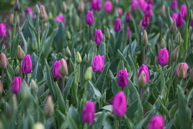 Pink tulips blooming in a dense green field of flowers, Krefeld, North Rhine-Westphalia, Germany
