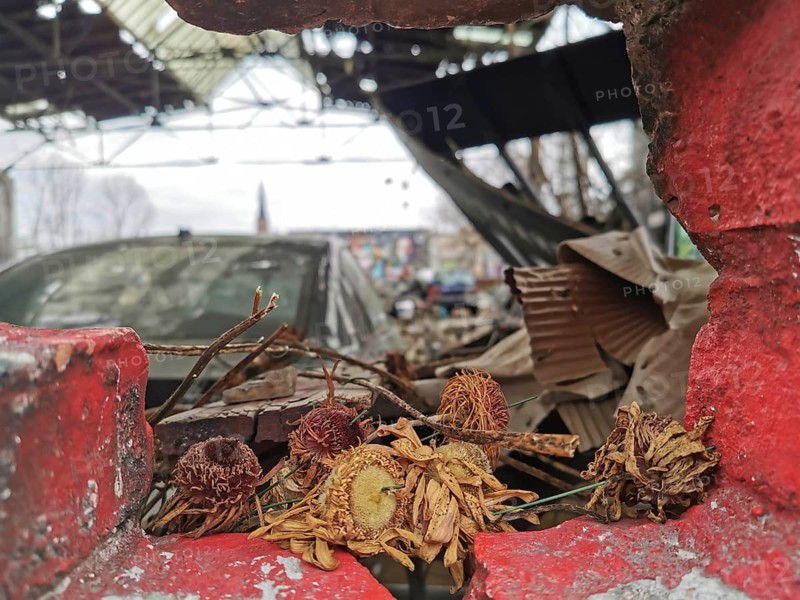 Wilted flowers in an abandoned urban environment with car, backyard in Berlin