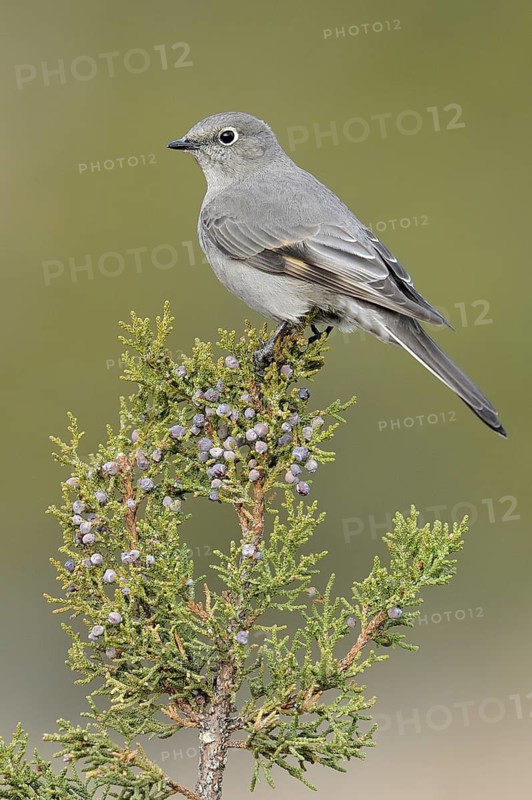 Townsend's Solitaire (Myadestes townsendi), New Mexico, USA