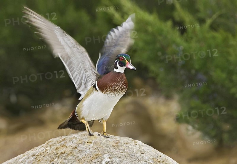 Wood Duck (Aix sponsa) male, New Mexico, USA