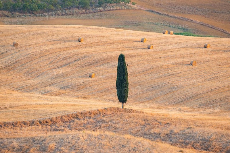 Typical Tuscan landscape in Val d'Orcia with hills, trees, fields, cypresses and farm road in autumn, sunset, gladiator film location, San Quirico d'Orcia, Val d'Orcia, Orcia Valley, UNESCO World Heritage Site, Siena Province, Tuscany, Italy