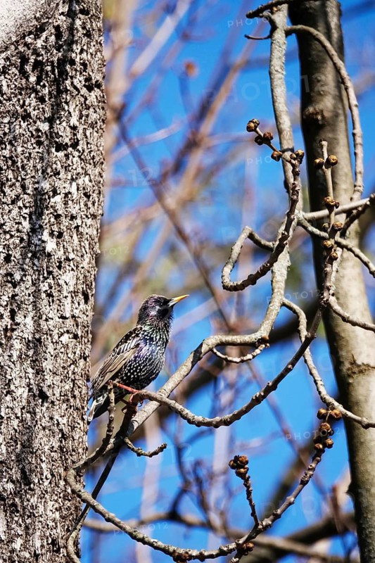 Starling (Sturnus vulgaris), early March, Germany