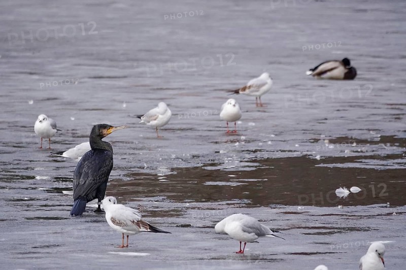 Cormorant and seagulls on a frozen lake, winter, Germany