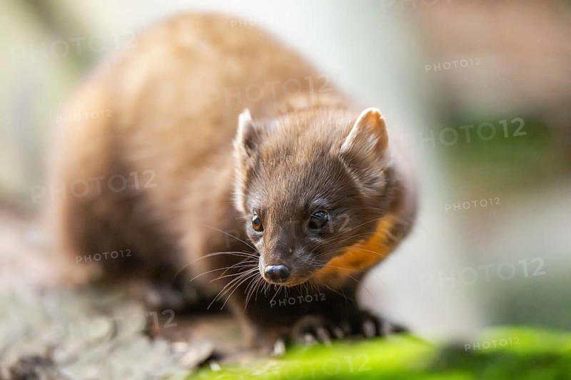 European pine marten (Martes martes) in a forest in autumn, Bavaria, Germany