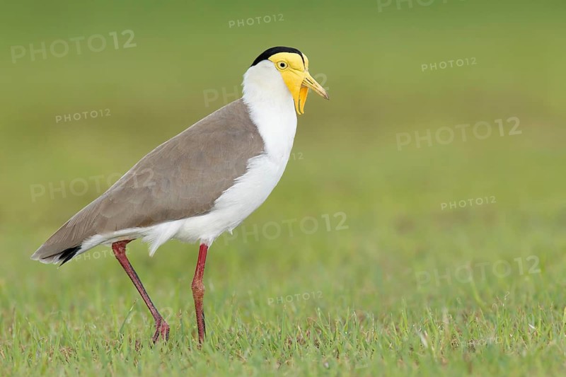 Masked Lapwing (Vanellus miles), Queensland, Australia