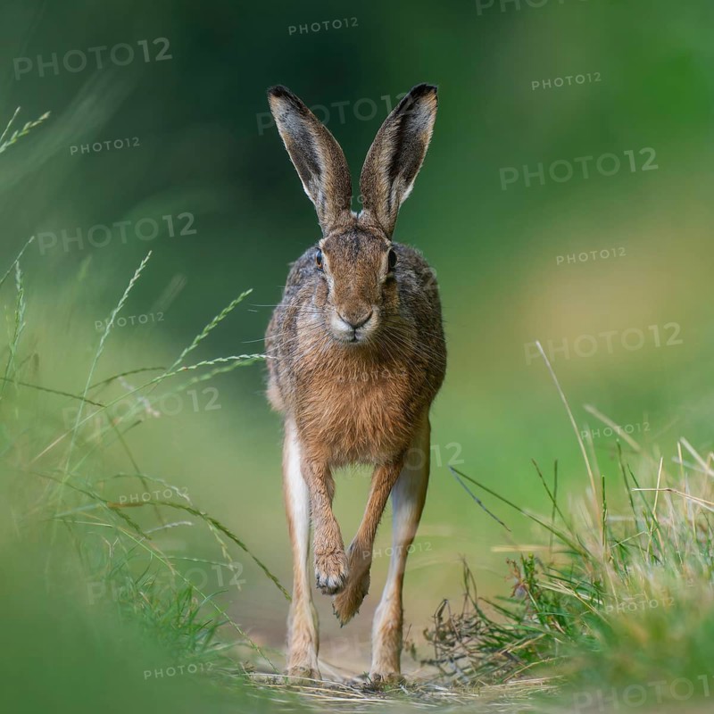 European hare (Lepus europaeus) running along a country lane, wildlife, Lower Saxony, Germany