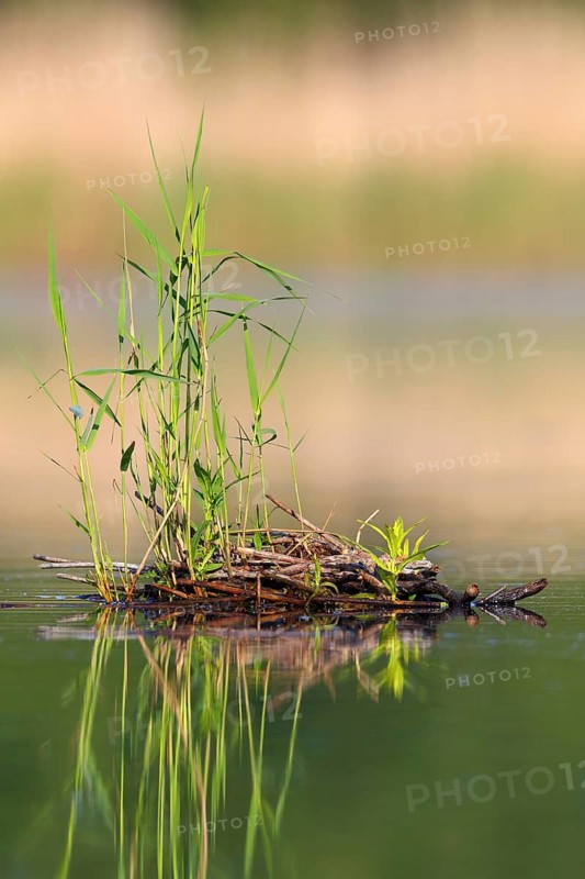 Floating vegetation in the morning light on the river Trebel, Naturpark Flusslandschaft Peenetal, Mecklenburg-Western Pomerania, Germany
