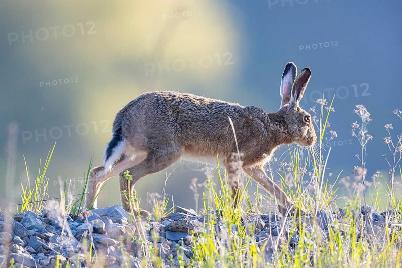 European hare (Lepus europaeus) Germany