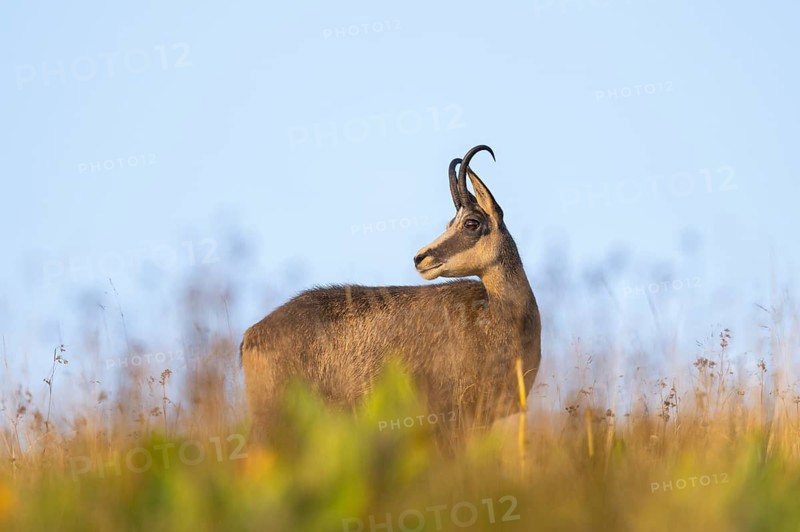 Chamois (Rupicapra rupicapra) on a meadow in the Vosges Mountains, wildlife, France