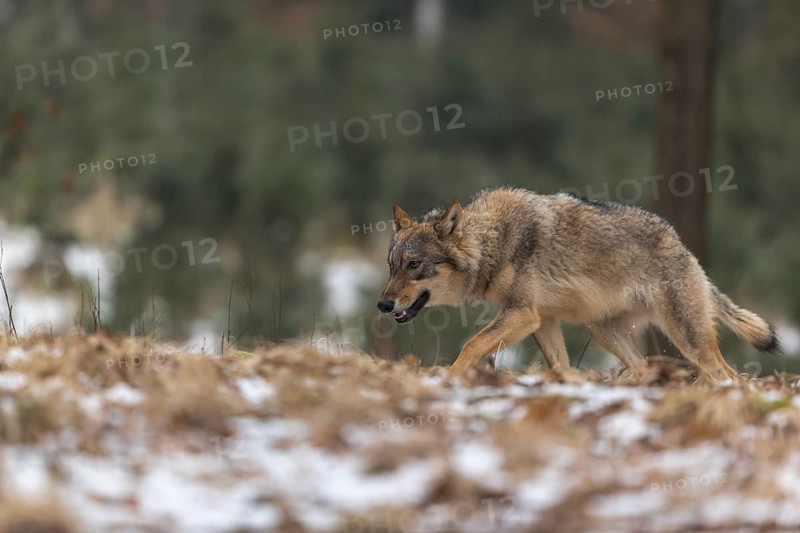 One young male eurasian gray wolf (Canis lupus lupus) walking over a forest floor with dead brown leaves and some snow on the ground