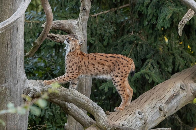 One Eurasian lynx, (Lynx lynx), climbing up a dead tree. Side view with green vegetation in the background