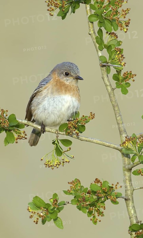Eastern Bluebird (Sialia sialis), Texas, USA