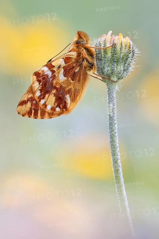 Hochalpen-Perlmuttfalter, auch Alpenmatten Perlmuttfalter (Boloria pales)