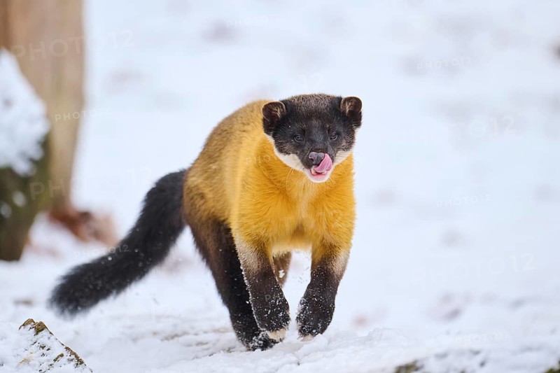 Yellow-throated marten (Martes flavigula) running in the snow in winter, Germany