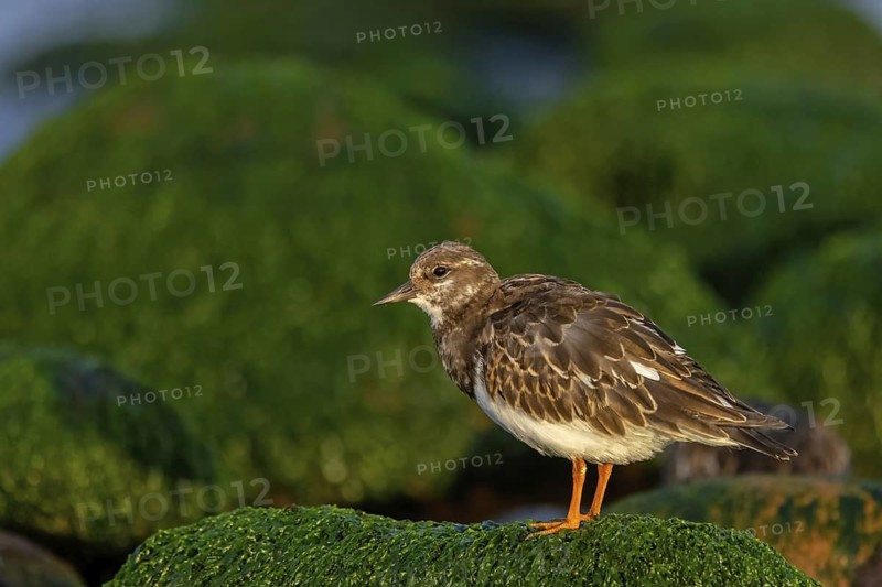 Turnstone, (Arenaria interpres), Animals, Birds, Snipe family, Heligoland, Schleswig-Holstein, Germany