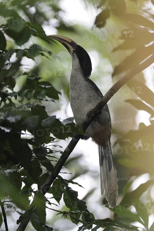 Sri Lanka Grey Hornbill (Ocyceros gingalensis) male perched on a branch, Sri Lanka