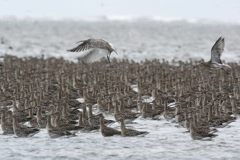 Eurasian Curlew (Numenius arquata), Lower Saxony, Germany