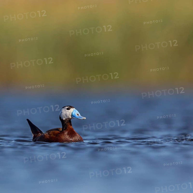 White-headed Ruddy Duck, (Oxyura leucocephala), male, drake, Hides de El Taray Floating Hid, Villafranca de los Caballeros, Castilla La Mancha Toledo, Spain