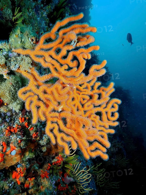 Sinus sea fan (Eunicella tricoronata)