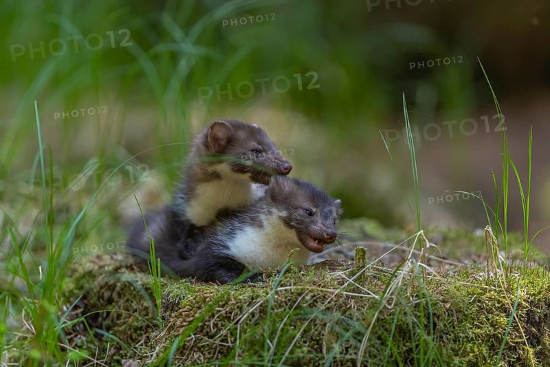 Two beech marten (Martes foina), playing on the forest floor between green vegetation