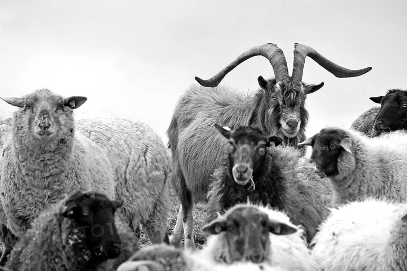 Goat in a flock of sheep, Kalkberg, black and white, Nesow, Mecklenburg-Western Pomerania, Germany