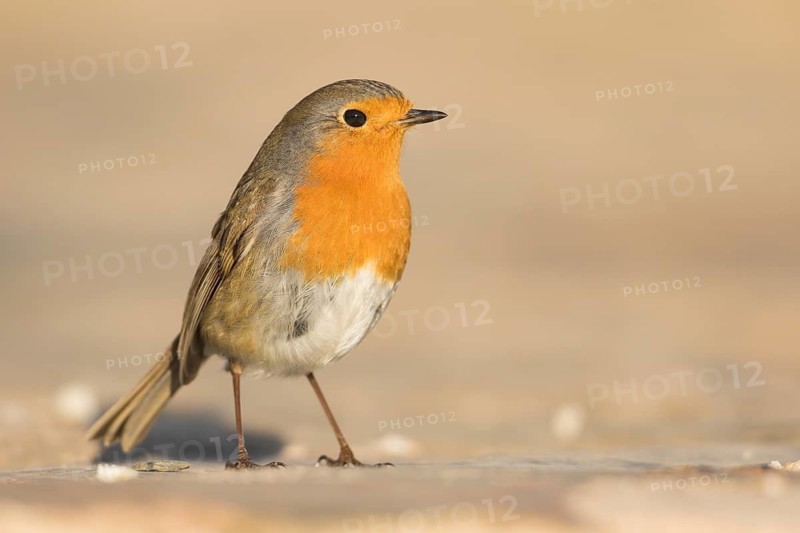 European Robin - Rotkehlchen - Erithacus rubecula ssp. rubecula, Spain